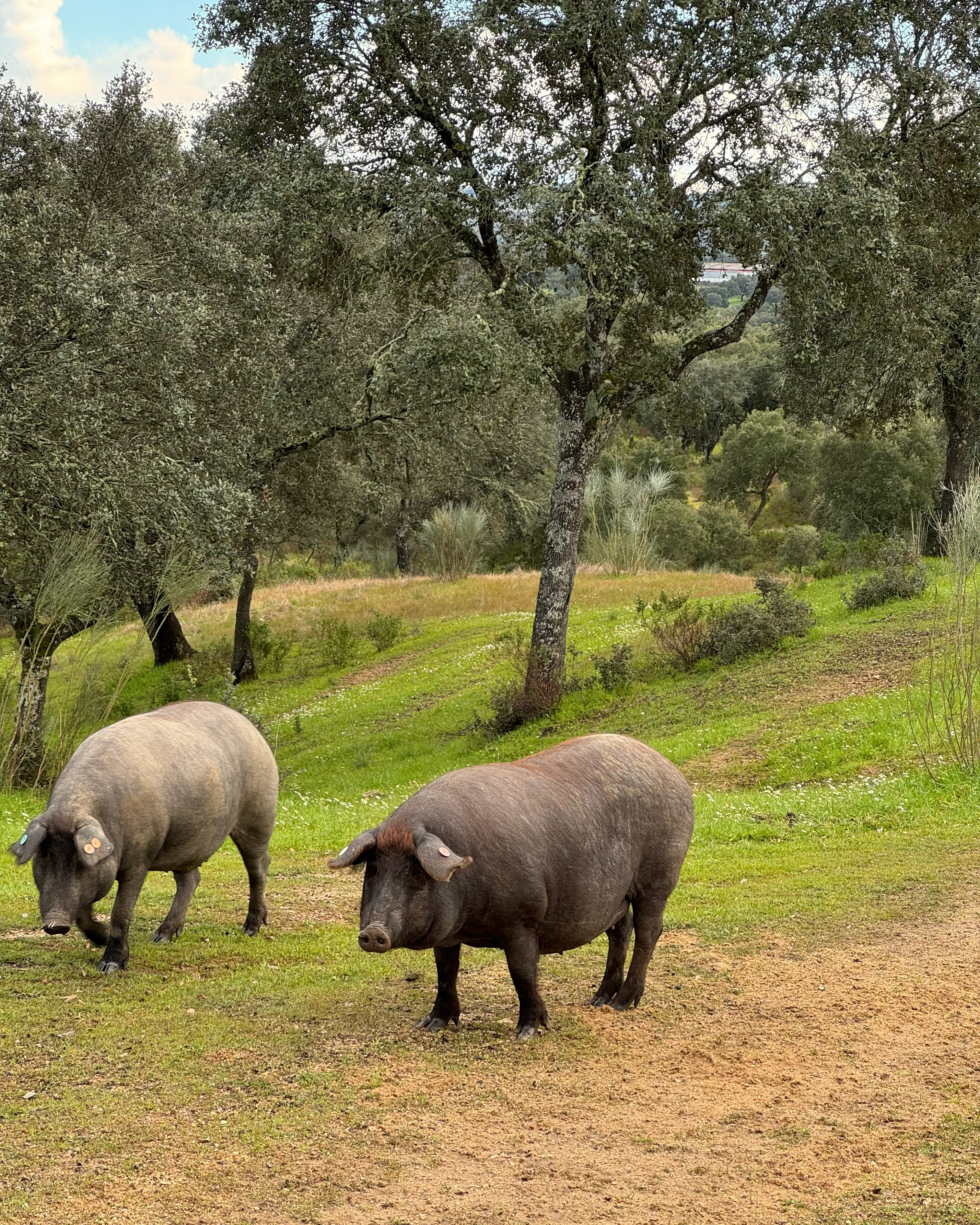 O montado alentejano e o porco preto